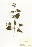 藏品(荊芥)的圖片